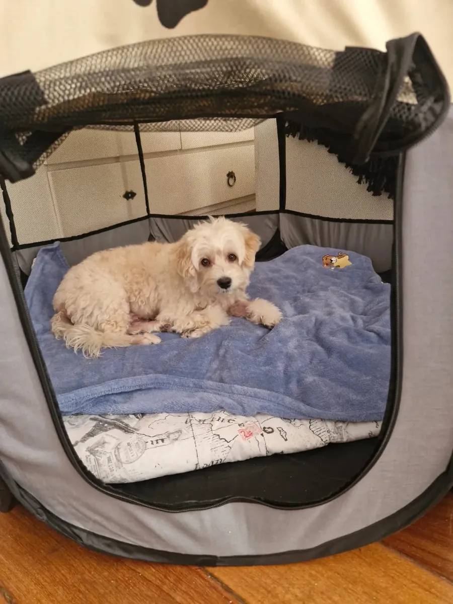 Cachorro deitado em uma cama dentro do cercadinho